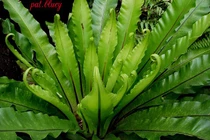 Loài cây giống hệt tổ chim, trồng làm cảnh cực đẹp