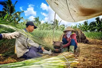 Nông dân có việc quanh năm, thu nhập tốt nhờ trồng “cỏ dại”