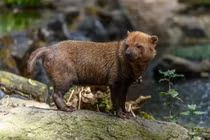 Điểm mặt 36 loài chó hoang dã tồn tại trên quả đất