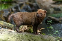 Điểm mặt 36 loài chó hoang dã tồn tại trên quả đất