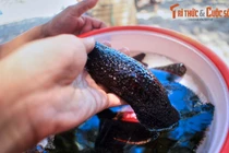 Đến hòn đảo lớn nhất Hội An cần phải trải nghiệm ngay những điều này