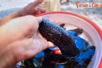 Đến hòn đảo lớn nhất Hội An cần phải trải nghiệm ngay những điều này