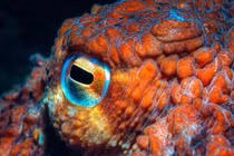 Tận mục "quái thú" biển sâu sở hữu ba trái tim, máu xanh lạ lùng 