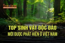 Top 7 sinh vật độc đáo mới phát hiện ở Việt Nam