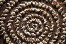 Ngoài cá sấu 40 triệu tuổi, Na Dương còn phát hiện hóa thạch khủng nào? 