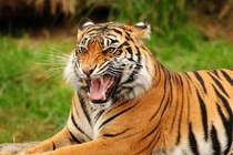 Top sự thật gây bất ngờ về loài mèo không phải ai cũng biết 