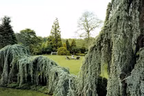 Kỳ dị loài cây đột biến, trông như "xà tinh" uốn lượn