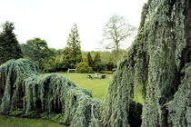 Kỳ dị loài cây đột biến, trông như "xà tinh" uốn lượn