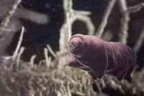 Bí ẩn loài động vật “nồi đồng cối đá” nhất quả đất