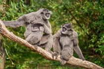 Top 9 loài vượn độc đáo nhất thế giới