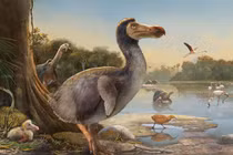 Choáng với loài chim tuyệt chủng chóng vánh vì quá đần độn