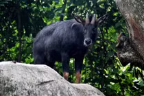 Cận cảnh 7 loài trâu bò hoang dã của Việt Nam