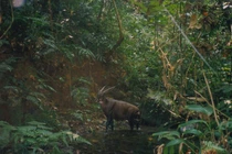 Sự thật ngỡ ngàng về thần thú quý hiếm, bí ẩn nhất Việt Nam