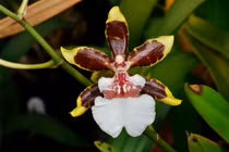 Loài hoa kỳ lạ trông như vũ nữ nhảy múa, đại gia khao khát