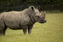 10 loài động vật vô giá của nhân loại, Việt Nam cũng có