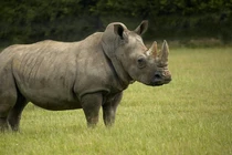 10 loài động vật vô giá của nhân loại, Việt Nam cũng có