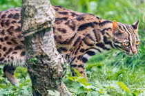 Điểm danh 8 loài mèo hoang dã quý hiếm ở Việt Nam