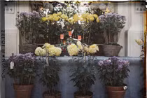 Ảnh màu trăm tuổi: Thú chơi cây cảnh ngày Tết của người Hà Nội xưa 