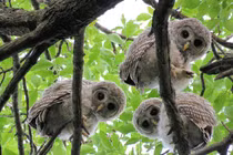 Độc dị quái chim mắt không di động, sát thủ săn mồi trong đêm