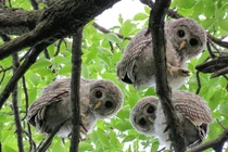 Độc dị quái chim mắt không di động, sát thủ săn mồi trong đêm