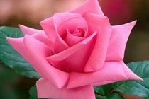 Ngỡ ngàng sự thật về loài hoa được yêu thích nhất 