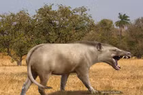 Sức mạnh khủng khiếp của loài thú săn mồi lớn nhất từng tồn tại