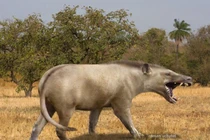 Sức mạnh khủng khiếp của loài thú săn mồi lớn nhất từng tồn tại