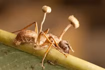 Hốt hoảng loài ký sinh trùng biến vật chủ thành xác sống