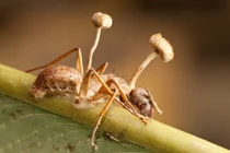 Hốt hoảng loài ký sinh trùng biến vật chủ thành xác sống