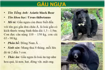 Ngoài hổ báo, khu du lịch Vườn Xoài còn nuôi động vật 'khủng' nào?