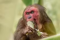 Cận cảnh loài khỉ nổi tiếng nhất châu Á