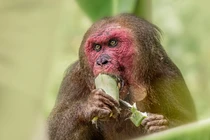 Cận cảnh loài khỉ nổi tiếng nhất châu Á