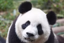 Điều cực khó tin về loài gấu trúc không phải ai cũng biết