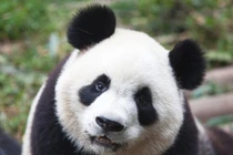 Điều cực khó tin về loài gấu trúc không phải ai cũng biết