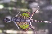 10 loài bò sát độc đáo nhất Việt Nam, có loài "bay như chim" 