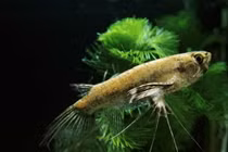 Top loài cá cảnh nước ngọt độc lạ nhất thế giới: Có loài như... rắn