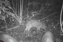 Phát hiện hàng đàn động vật quý tại Thanh Hóa qua bẫy ảnh