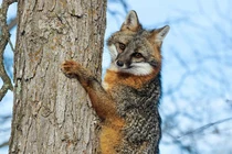 Thú vị loài chó duy nhất trên thế giới trèo cây thoăn thoắt như mèo