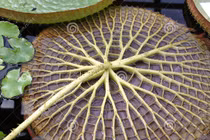 Tận mục kỳ hoa dị thảo ẩn náu trong rừng già Amazon