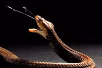 Sự thật ít người biết về nọc độc của các loài rắn