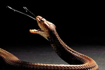 Sự thật ít người biết về nọc độc của các loài rắn