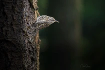 Soi loài chim tên cực dị, tập tính lý thú nhất Việt Nam