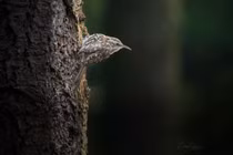 Soi loài chim tên cực dị, tập tính lý thú nhất Việt Nam