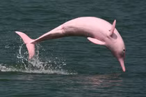 15 động vật đặc biệt nhất rừng già Amazon: Số 9 cực nguy hiểm! 