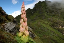 Bí ẩn loài cây “400 năm nở hoa một lần” trên Himalaya