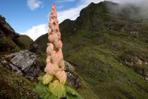 Bí ẩn loài cây “400 năm nở hoa một lần” trên Himalaya