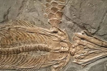 Khui bí mật động trời ẩn giấu sau các hoá thạch