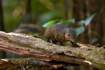 Ấn tượng động vật hoang dã Việt Nam qua ống kính khách Tây