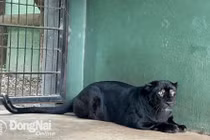 Báo đen chết ở Đồng Nai có phải loài "hiếm có khó tìm"?