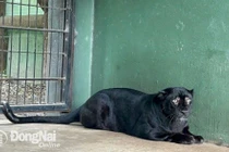 Báo đen chết ở Đồng Nai có phải loài "hiếm có khó tìm"?